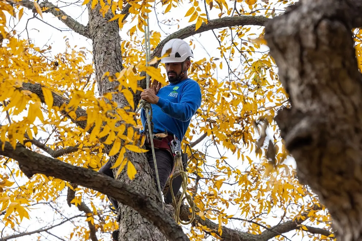 Skilled Tree Pruning crew working in Trenton
